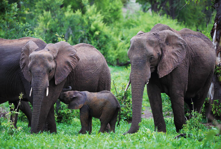 Elephant encounter – walk with the giants